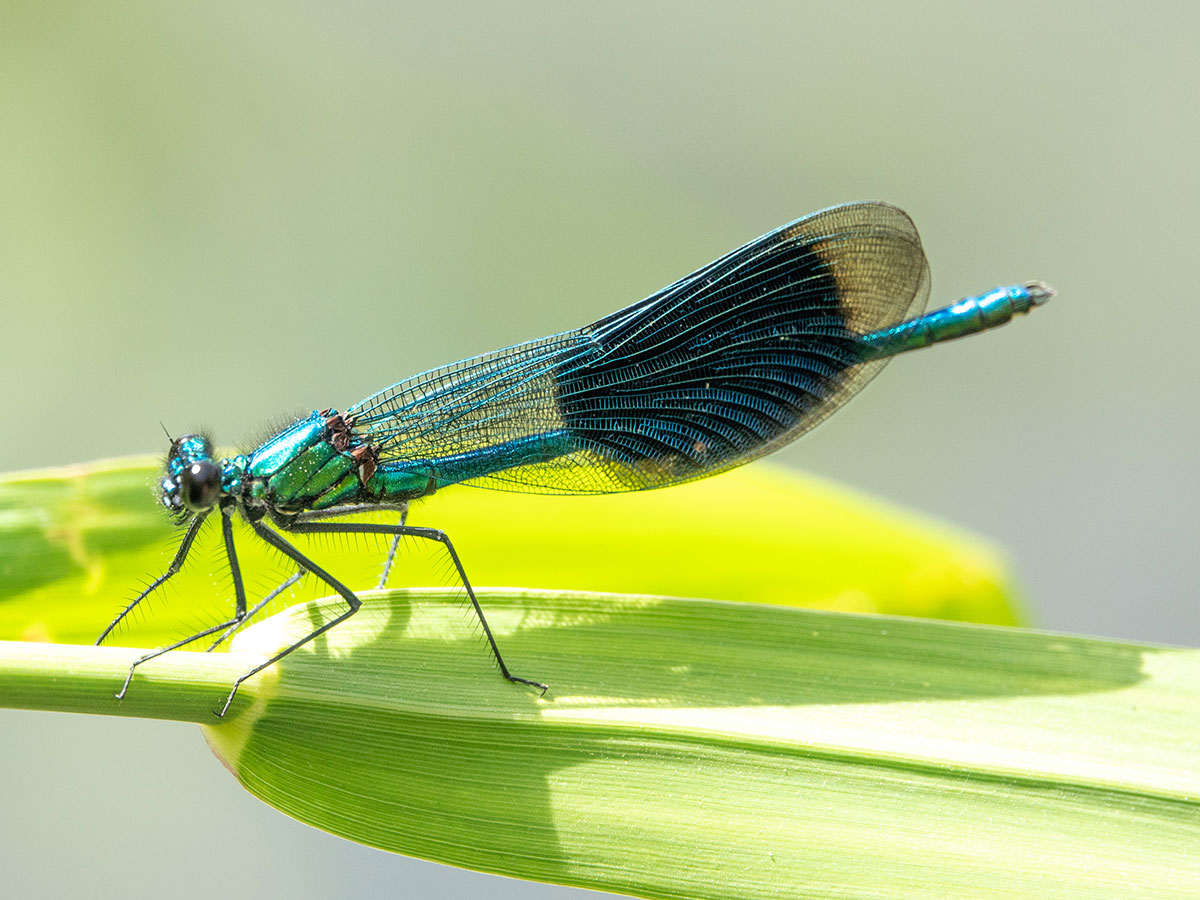 Calopteryx_splendens